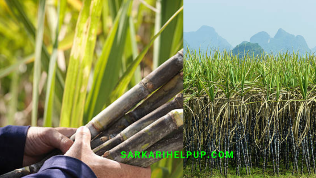 Sugarcane Farming:गन्ने के पोक्का बोइंग रोग को कैसे खत्म करें, जानिए यहां