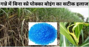 Sugarcane Farming:गन्ने के पोक्का बोइंग रोग को कैसे खत्म करें, जानिए यहां