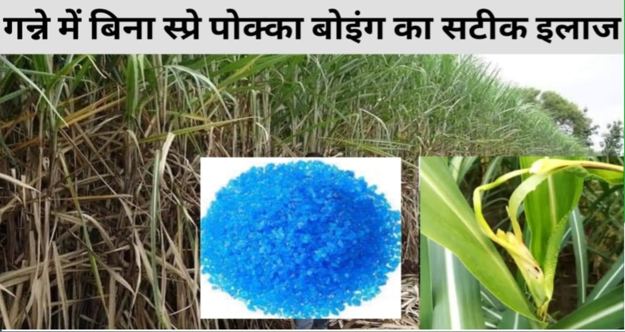 Sugarcane Farming:गन्ने के पोक्का बोइंग रोग को कैसे खत्म करें, जानिए यहां